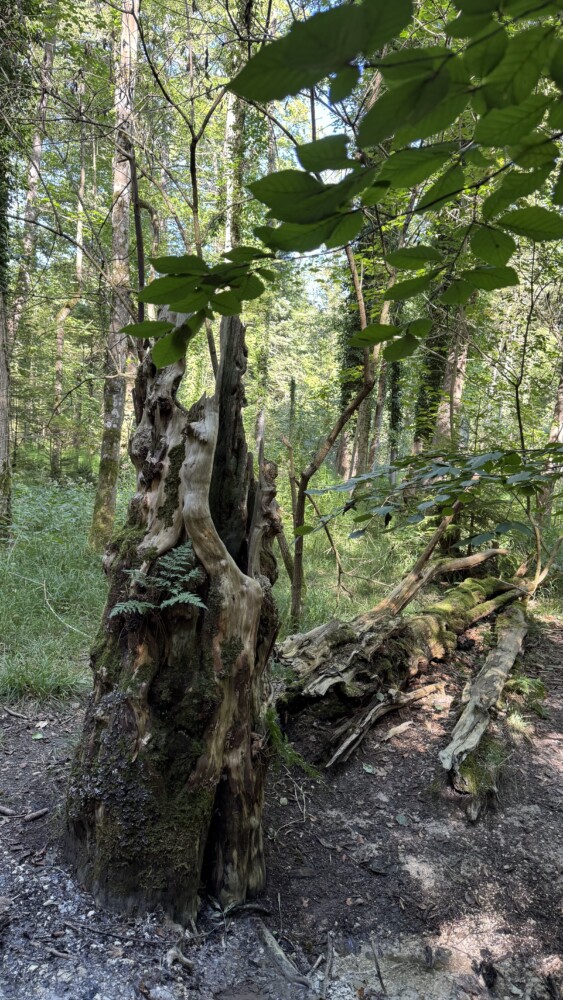 Die Eibe - ein Baum der Ewigkeit 1 2026 09 19 KDFB Eibenwald RN02 - Der Frauenbund Tutzing unternahm am Samstag, 19. September 2026 einen Ausflug in den Eibenwald bei Paterzell. Von Christine Stedele, die uns durch diesen besonderen Wald führte, erfuhren wir viel Wissenswertes über diese interessanten Bäume.