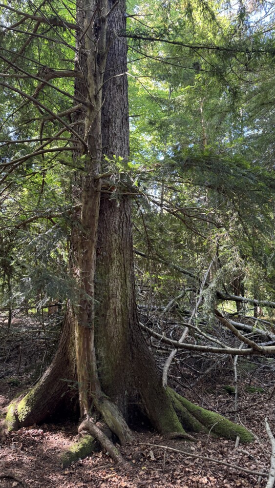 Die Eibe - ein Baum der Ewigkeit 2 2026 09 19 KDFB Eibenwald RN04 - Der Frauenbund Tutzing unternahm am Samstag, 19. September 2026 einen Ausflug in den Eibenwald bei Paterzell. Von Christine Stedele, die uns durch diesen besonderen Wald führte, erfuhren wir viel Wissenswertes über diese interessanten Bäume.